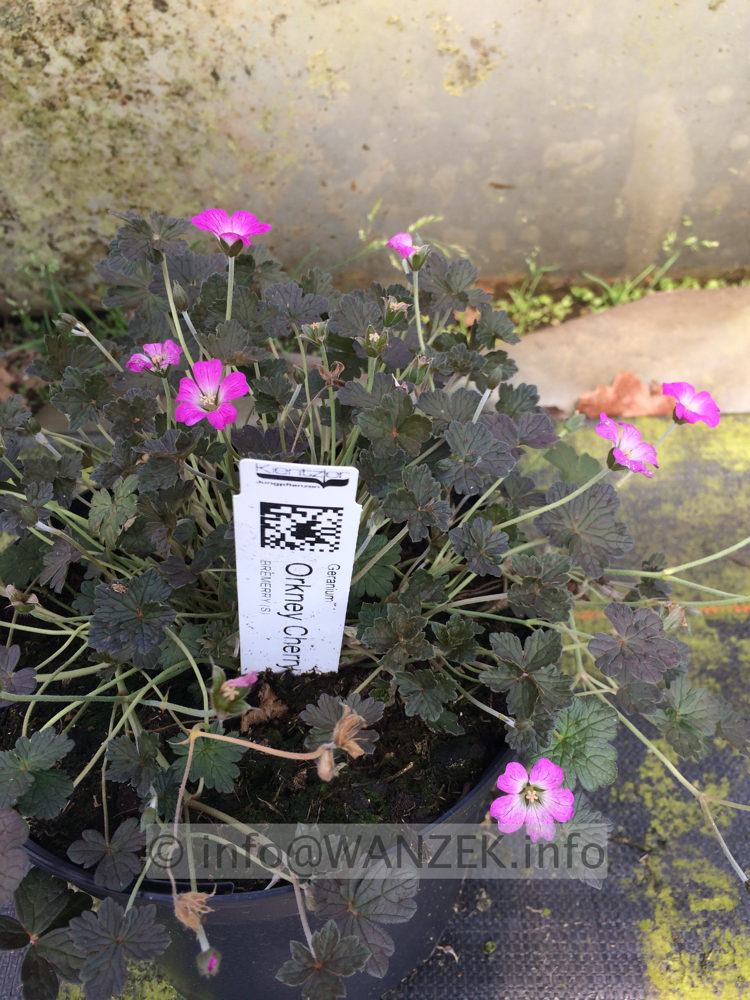 Geranium Hybride Orkney Cherry (Bremerry).JPG